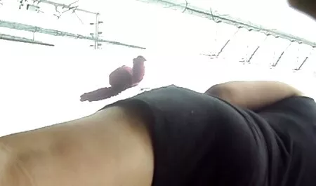 Kaljun valmentajan sängyllä ilmaisia pornovideoita on kaksi tenniskenttää.